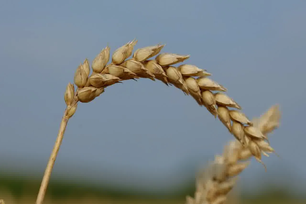 통풍시트 기본 탑재된 차량 TOP5 알아보기