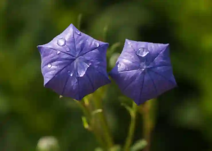 충주선불폰으로 내 명의 개통하는 꿀팁과 알아보기