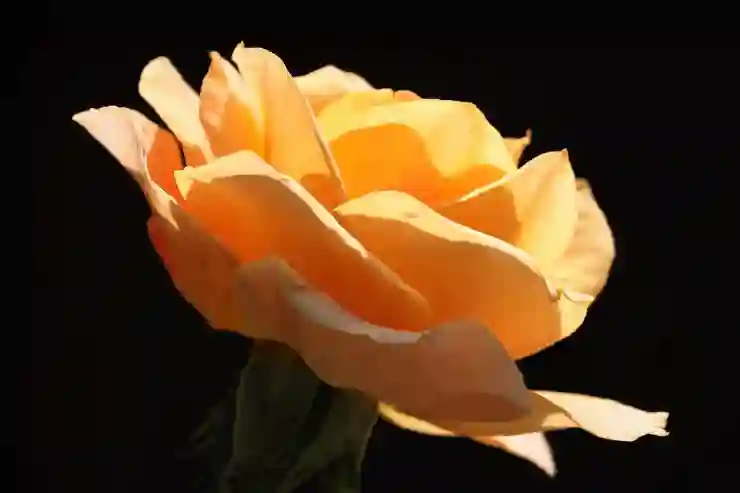 갤럭시 줌(Zoom) 사용법