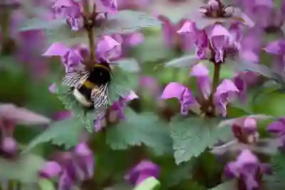 갤럭시 버즈3 FE 가성비 분석과 추천 포인트 살펴보기