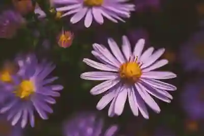 르노 SM6 풀체인지로 돌아온 이유 살펴보기