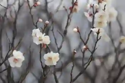 한정판 궐련형 전자담배 플룸 X 오라이토 레드 리미티드 에디션 언박싱