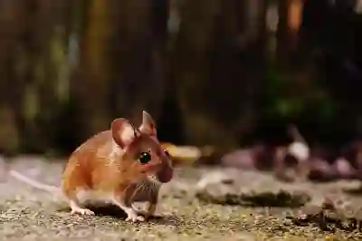 무소음 무선마우스 추천 3종 비교! 로지텍 SIGNATURE M650 L vs POP Mouse vs PEBBLE M350S