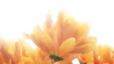 LG V50S, V50, V40 차이점 알아보자