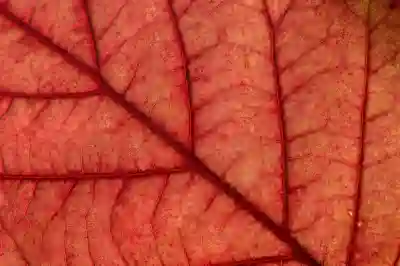 애플TV 4K 신형의 매력 포인트 살펴보기