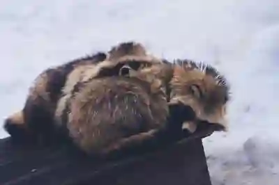 겨울철 따뜻하게 보내는 전기장판 활용 꿀팁